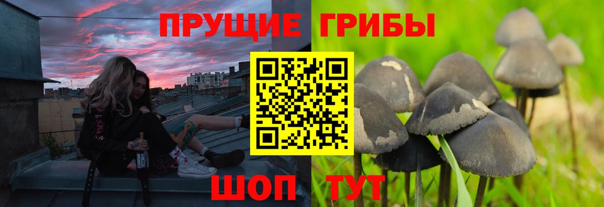 Псилоцибиновые грибы GOLDEN TEACHER Барнаул